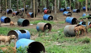 Dogs rescued from a South Korean-run onl
