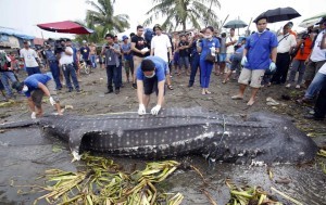 Veterinarians from the Bureau of Fisheries and Aquatic Resources measure the carcass of a juvenile whale shark, known locally as a "butanding", at the coastline of Tanza, Cavite, southwest of Manila, September 5, 2013. The whale shark weighing approximately 300kg (661 pounds), and with a length of 6.72 metres (22 feet), was found by fishermen floating in the sea off Manila Bay on Wednesday, an official from the Bureau of Fisheries and Aquatic Resources said. (MNS photo)