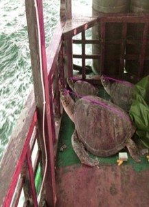 A photo from Philippine National Police Maritime Group showing live sea turtles seized from a Chinese vessel flying a Chinese flag off the Hasa-hasa Shoal (Half Moon Shoal) in the West Philippine Sea on May 6, 2014. The Philippine government said the trial of 9 of the 11 arrested Chinese poachers off the Hasa-hasa Shoal (Half Moon Shoal) in the West Philippine Sea will proceed, despite the refusal of the accused to participate in the proceedings.