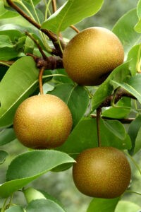 The pears used in the study are known by different names: Asian, Korean, and nashi. ©Stephen B. Goodwin/shutterstock.com