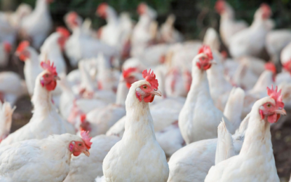 BAI: No new avian flu cases in PH