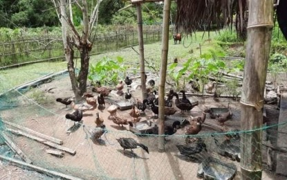 DA confirms 1st case of H5N9 bird flu strain in the Philippines