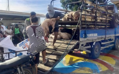 3 Western Visayas towns upgraded to ASF yellow zone