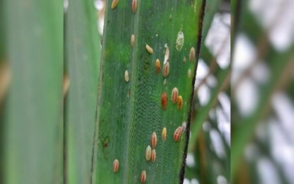 SRA seeks emergency powers to curb sugarcane pest infestation