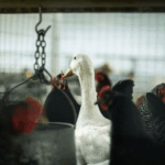 DA halts poultry imports from Argentina over bird flu