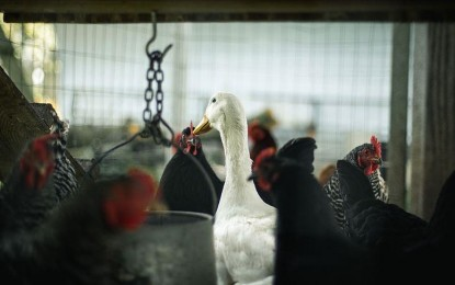 DA halts poultry imports from Argentina over bird flu