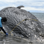 40-foot sperm whale found dead, buried in Sarangani Bay