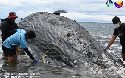 40-foot sperm whale found dead, buried in Sarangani Bay