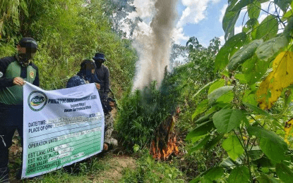 Authorities uproot P2.1-M marijuana plants in Ilocos Sur