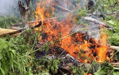 P10.3-M marijuana plants uprooted in Sulu