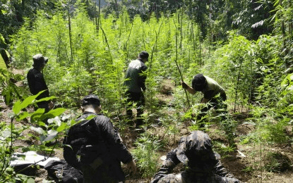 Ilocos police seize P94.2-M worth of illegal drugs in February