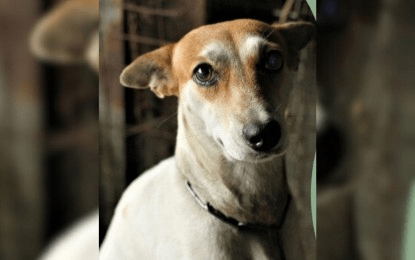 PH records 400 annual rabies deaths, 4M animal bite cases