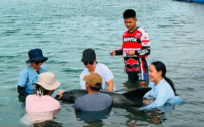 Dolphin dies 4 days after rescue on Ilocos Norte coast