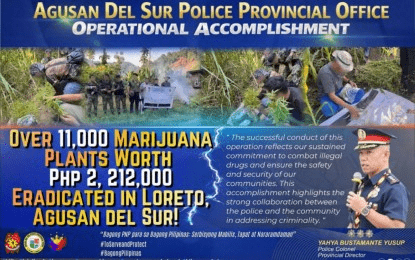 Cops uproot P2.2-M marijuana plants in Agusan Sur