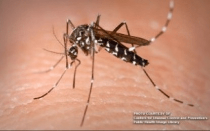 Baguio starts larval surveillance vs. dengue amid thunderstorms