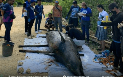 Dead beaked whale found in Lianga, 2nd since April 2025